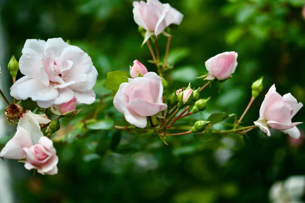 pink climbing roses in the garden