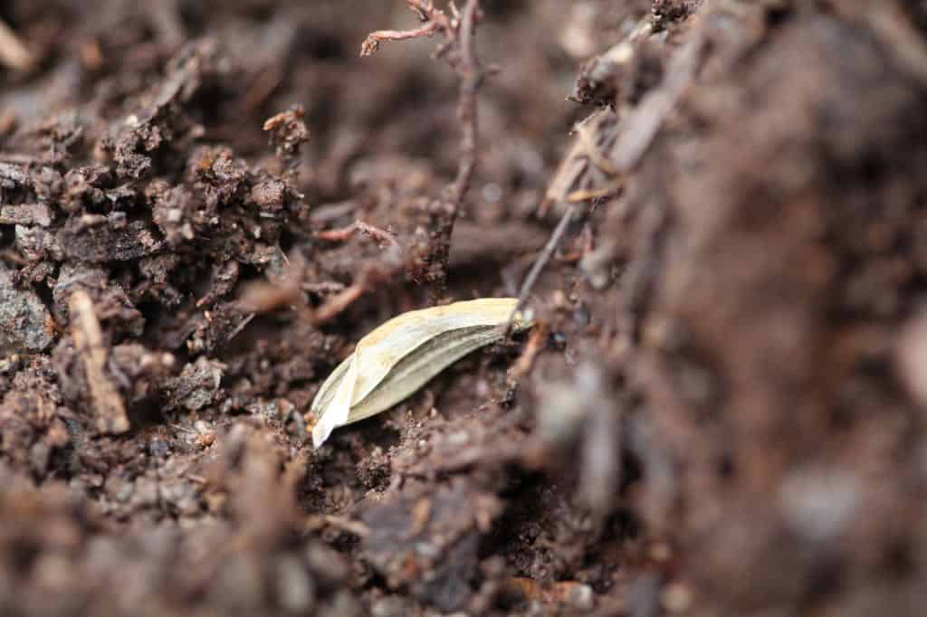 direct sown dahlia seed in the garden 