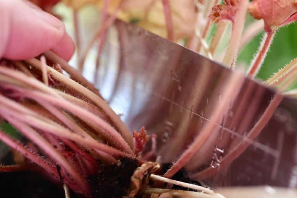 dividing coral bells with a sharp and clean tool