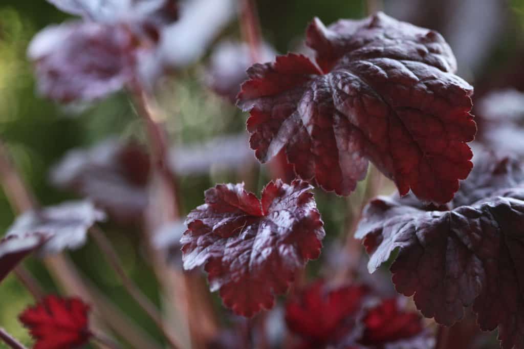 burgundy coloured leaves of Heuchera