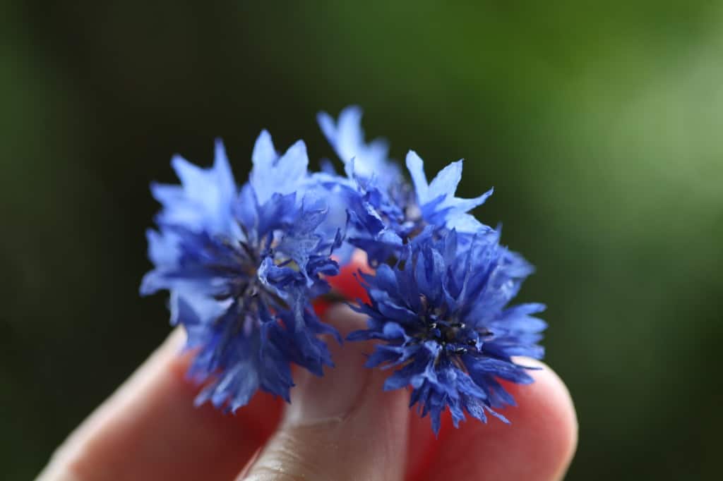 a hand holding dried bachelor buttons