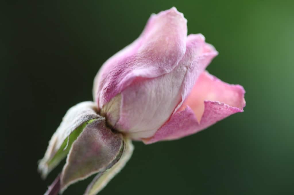 dried spray rose