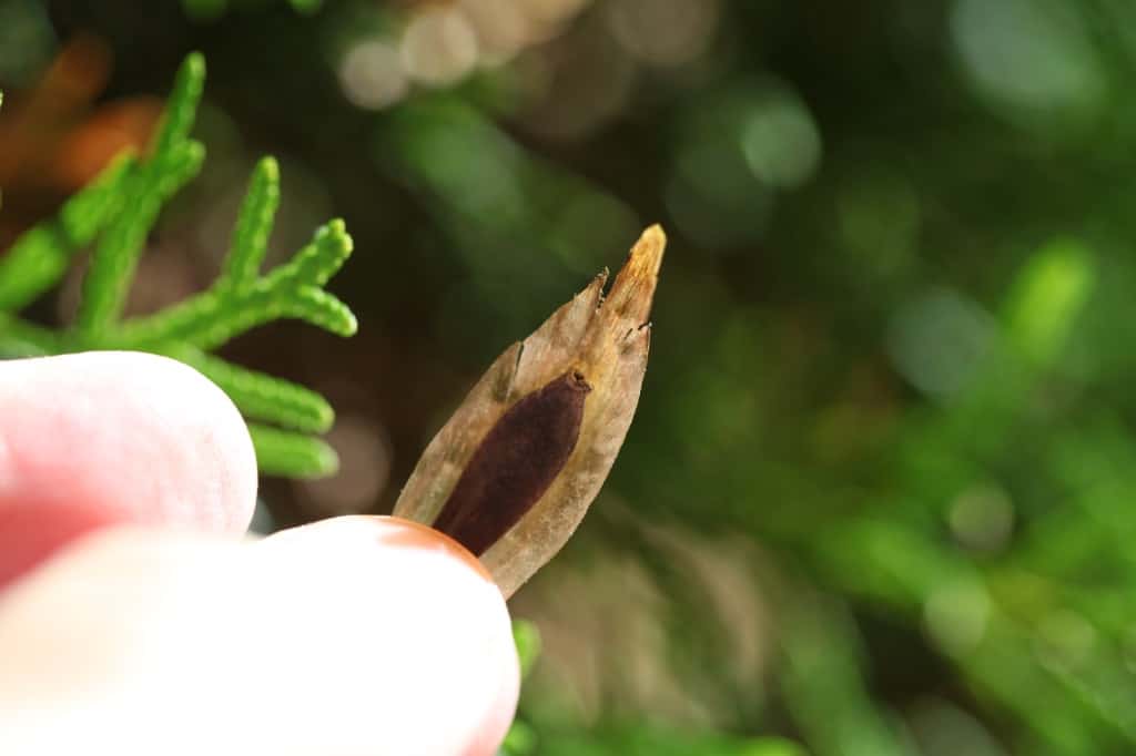 a hand holding a dahlia seed attached to a dahlia petal