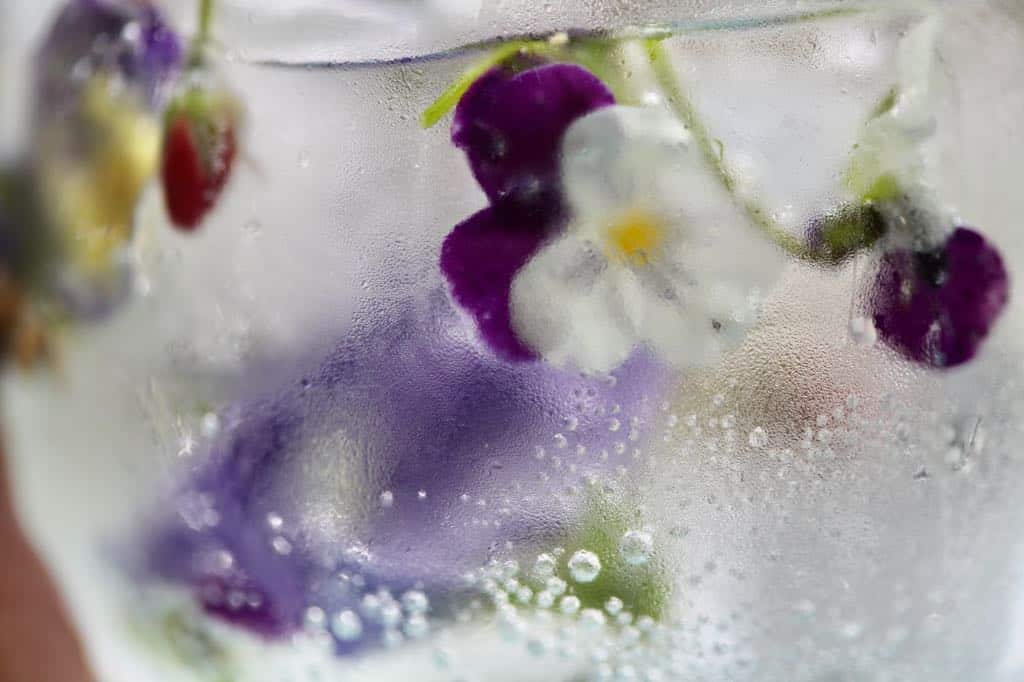 closeup of edible flower ice cubes in a glass of sparkling water