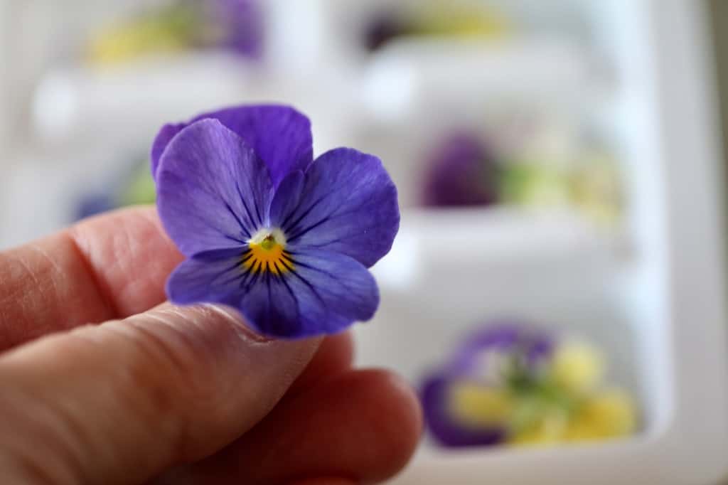 a hand holding a viola in front of an ice cube tray with edible flowers