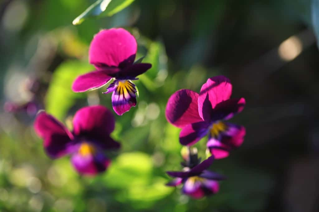 purple Johnny Jump Up flowers in the garden, showing how to grow violas from seed