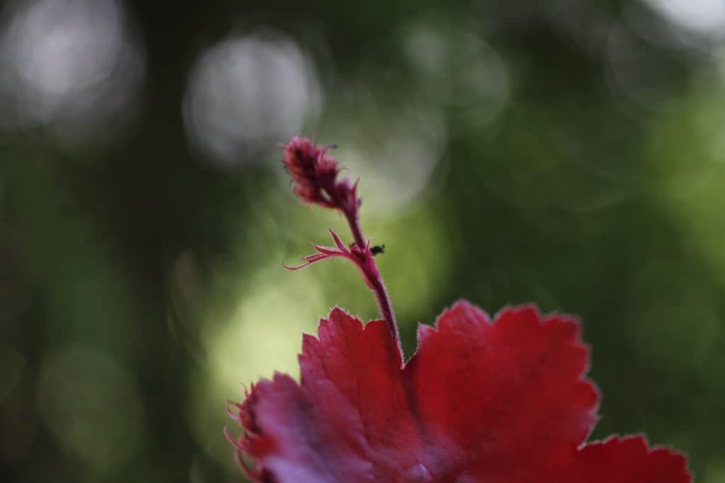 flower buds on a red coral bell plant just starting to develop