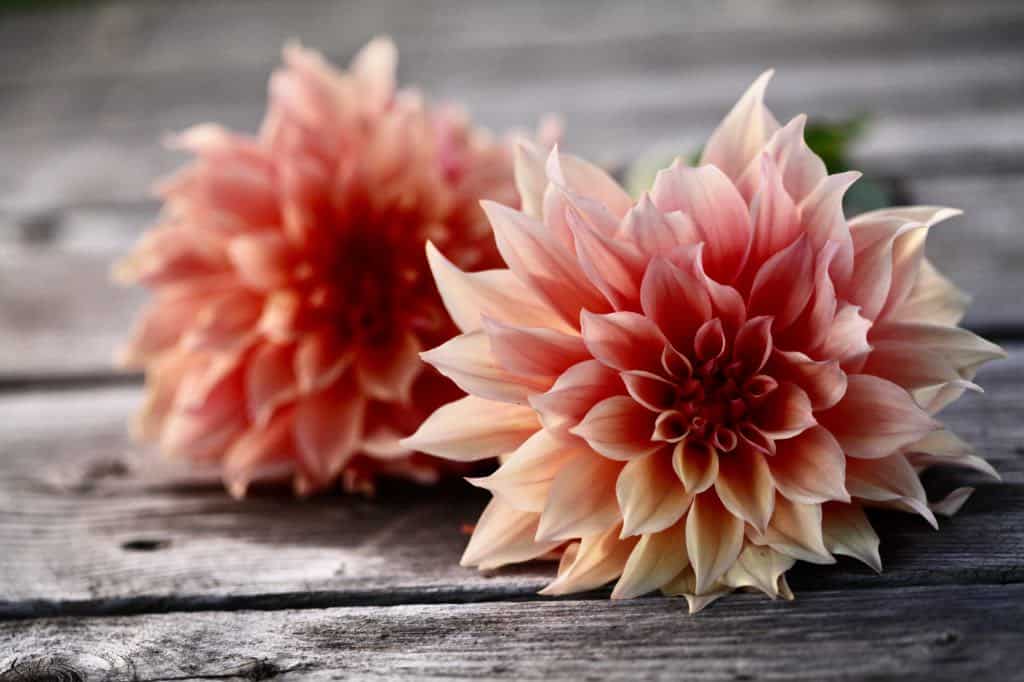 two orange coloured dahlias on a wooden table