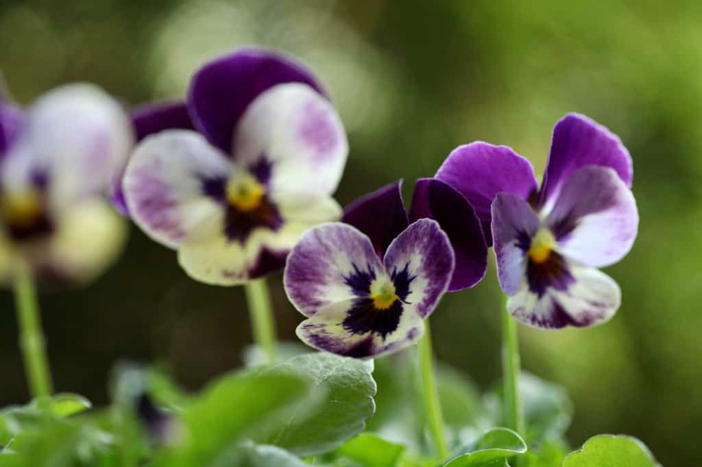 viola flowers against a green blurred background