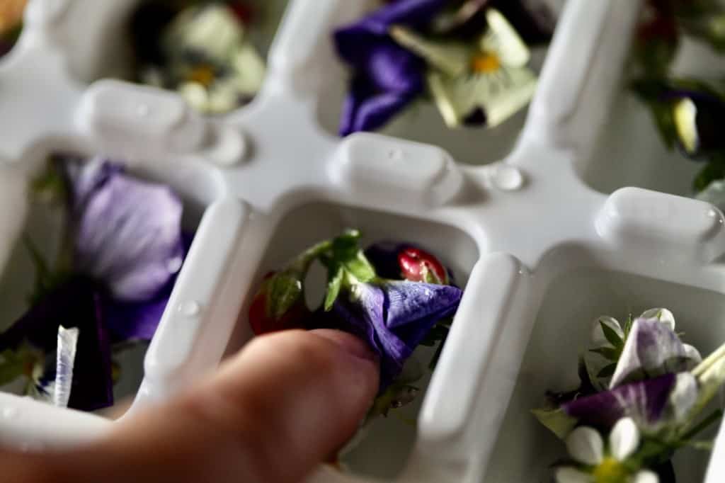 flowers in an ice cube tray