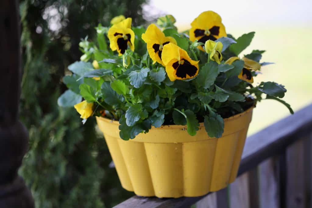 yellow pansies in a pot, on a wooden railing