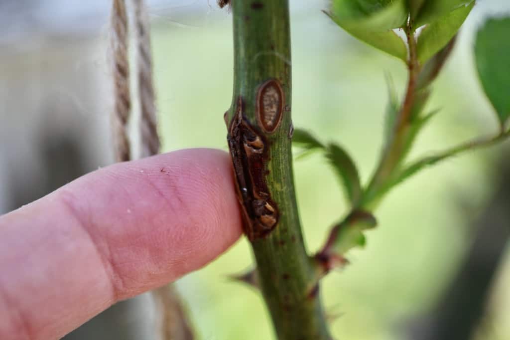 a finger pointing to an injury on a climbing rose cane from rubbing