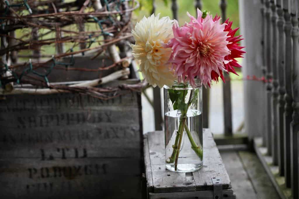 dahlias in a vase of water on a wooden crate