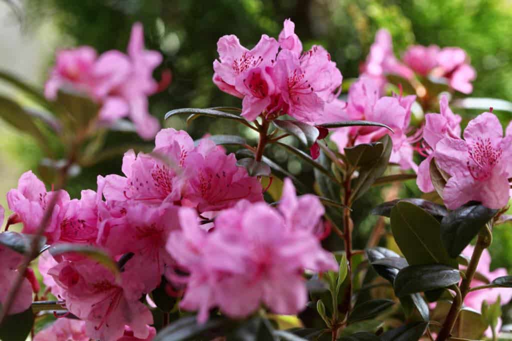 pink rhododendron flowers