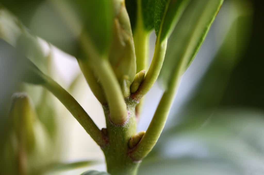 lateral leaf buds visible under the flower bud