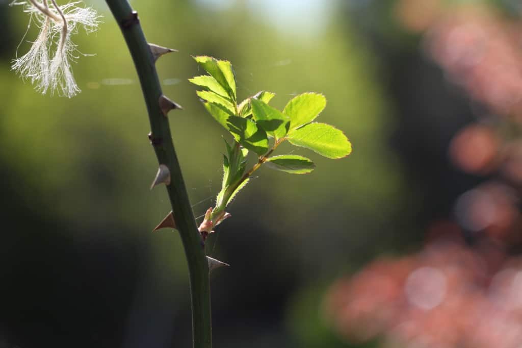 a climbing rose shoot glowing in the sunlight