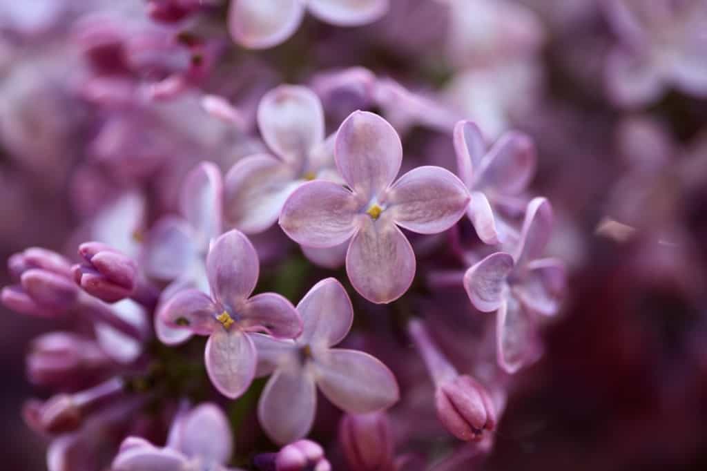 closeup of purple coloured lilac flowers