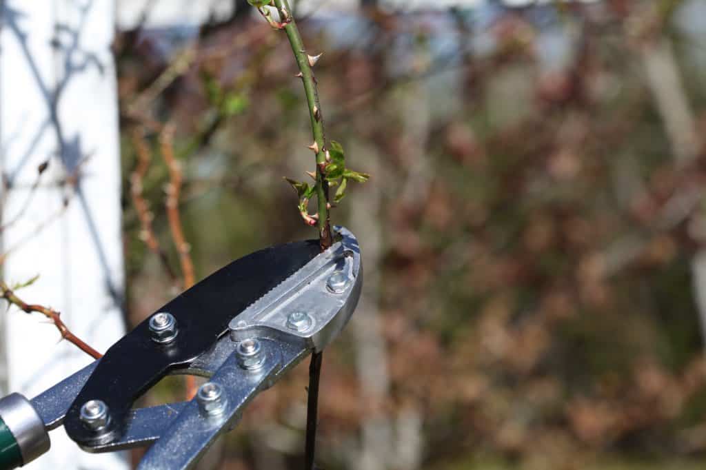 cutting a climbing rose cane with long handled pruners