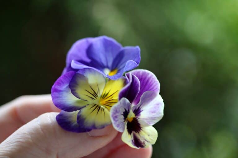How To Make Edible Flower Ice Cubes Decorate Your Drinks Farmhouse