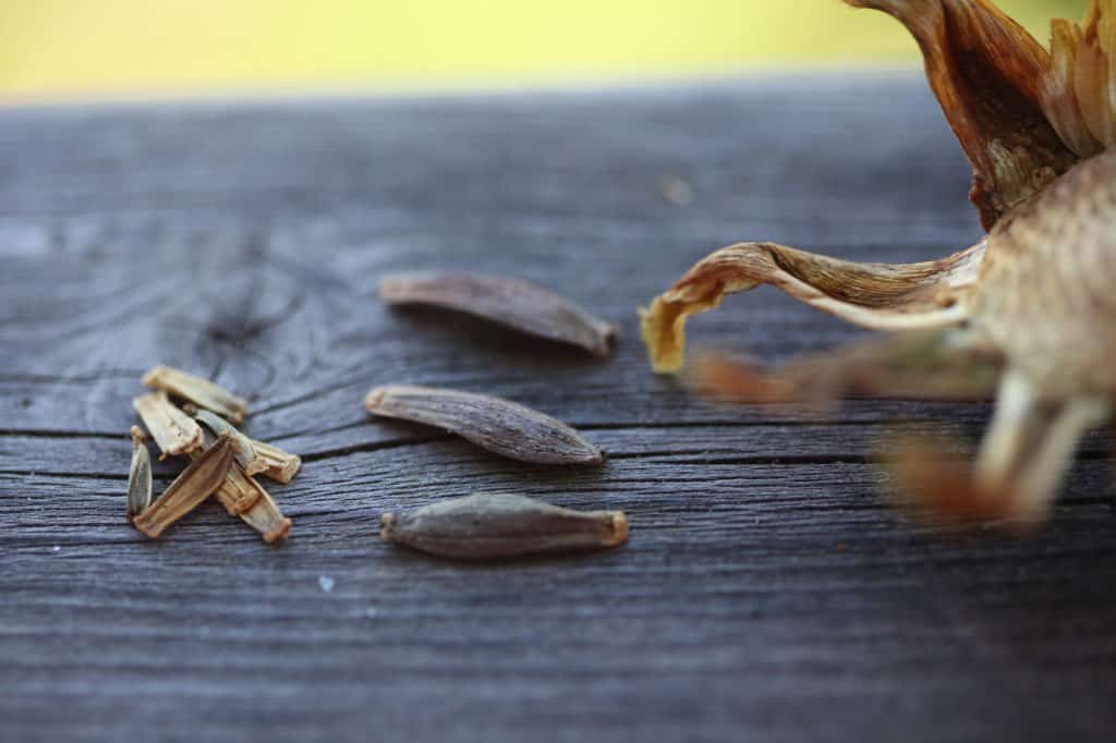 dahlia seeds on a wooden railing