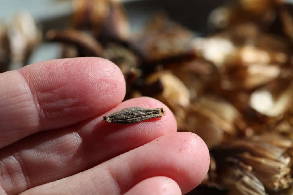 a hand holding a dahlia seed