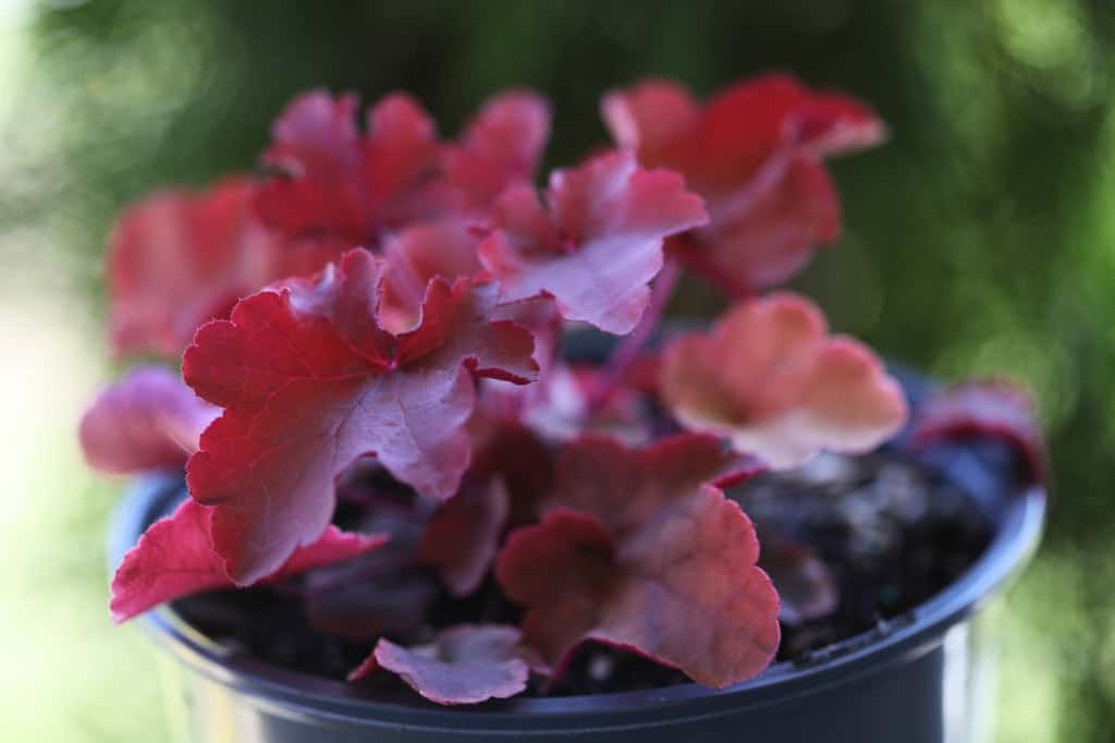 red coloured coral bells in a pot