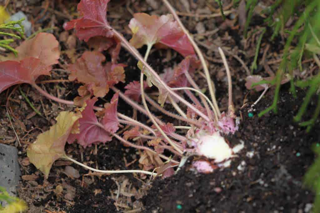 one half of a divided coral bell plant