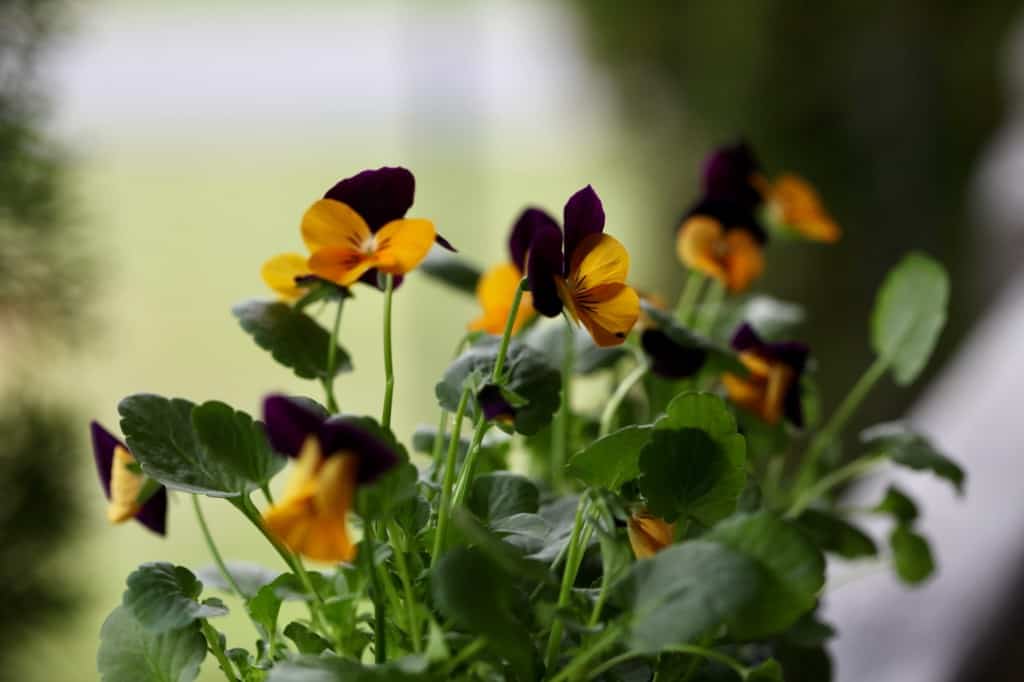 orange and purple pansies