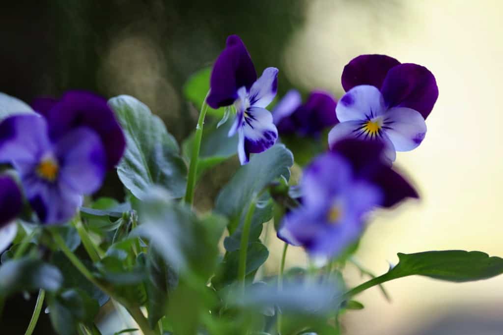 purple violas grown from seed