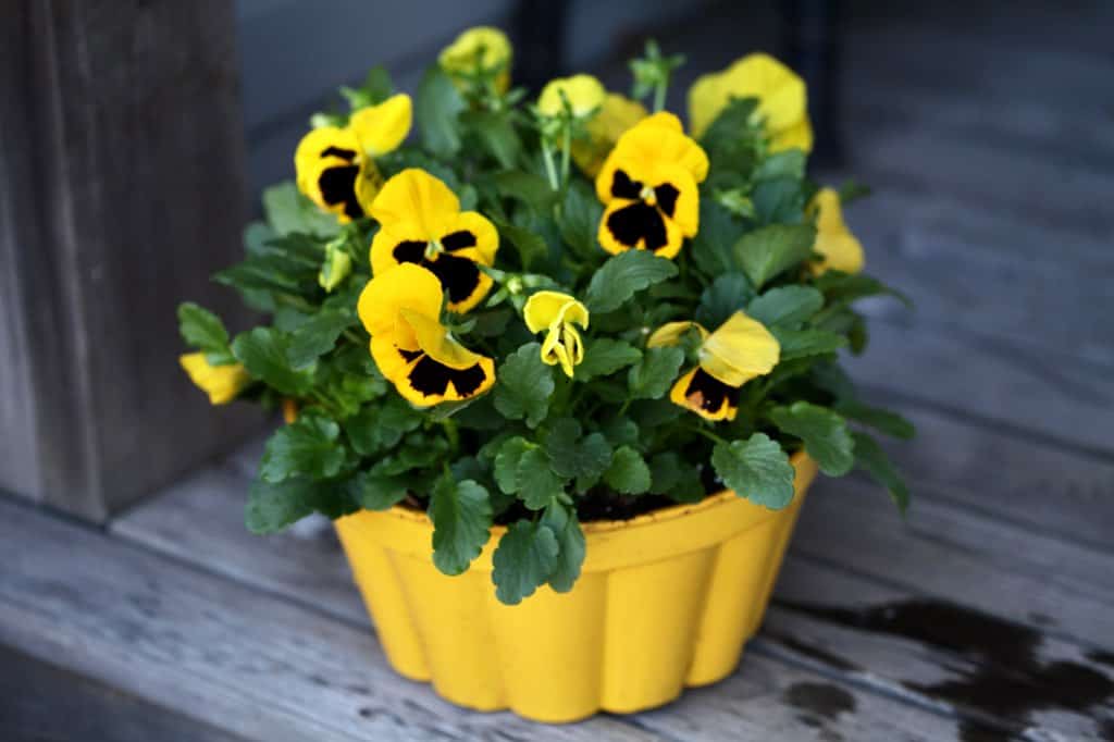yellow pansies in a yellow pot on the deck