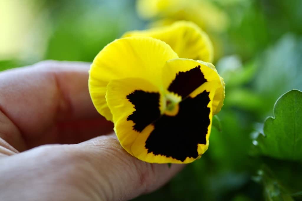 a yellow pansy bloom with a dark blotch on the flower face