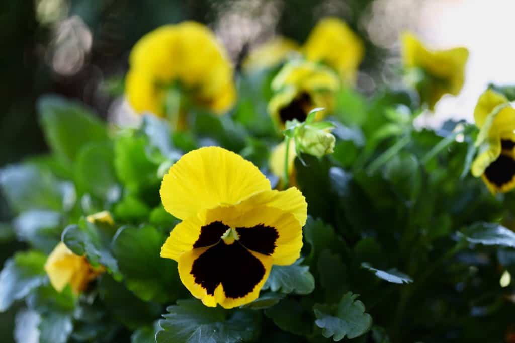 a planting of yellow pansies