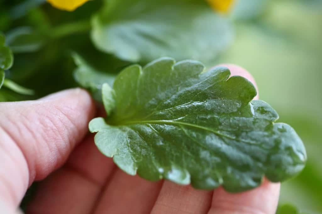 a hand holding a green pansy leaf 