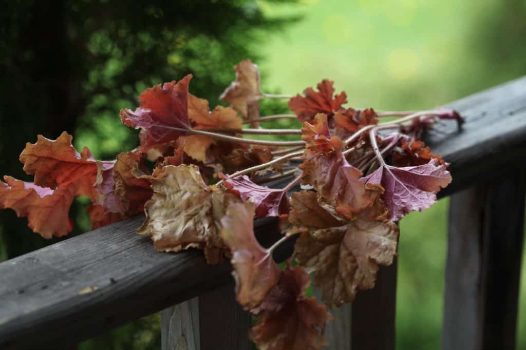 coral bell stem cuttings