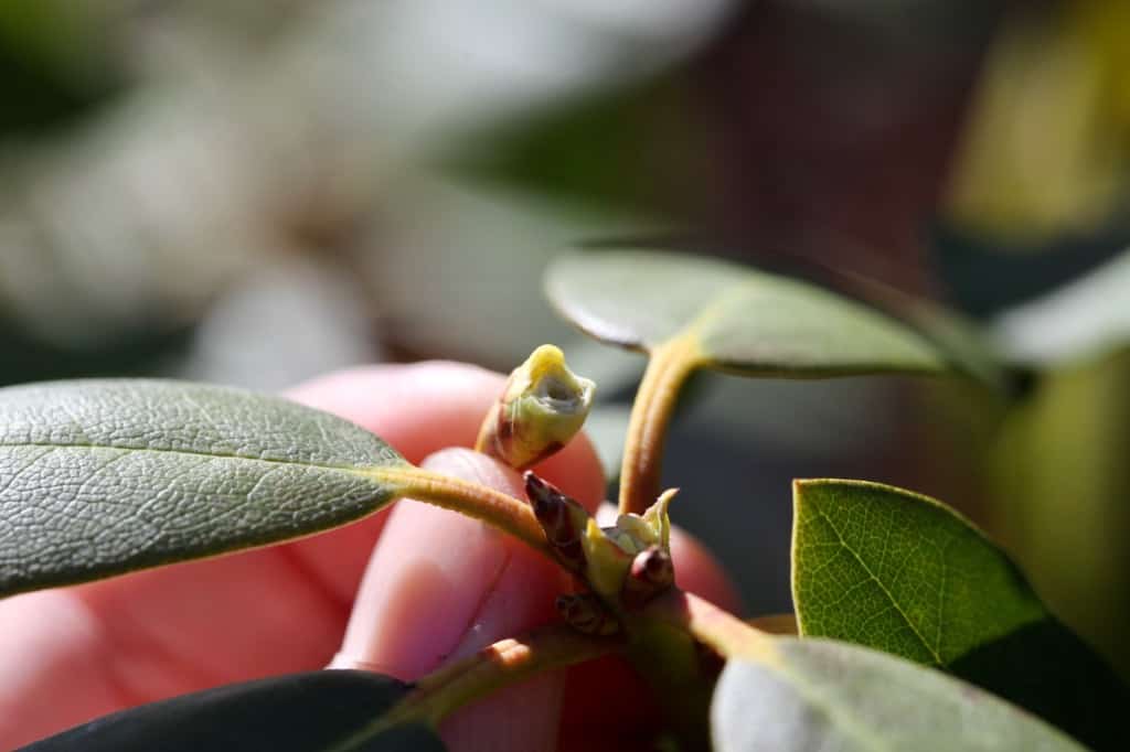 pinch pruning a rhododendron, removing a leave bud to promote side shoot growth