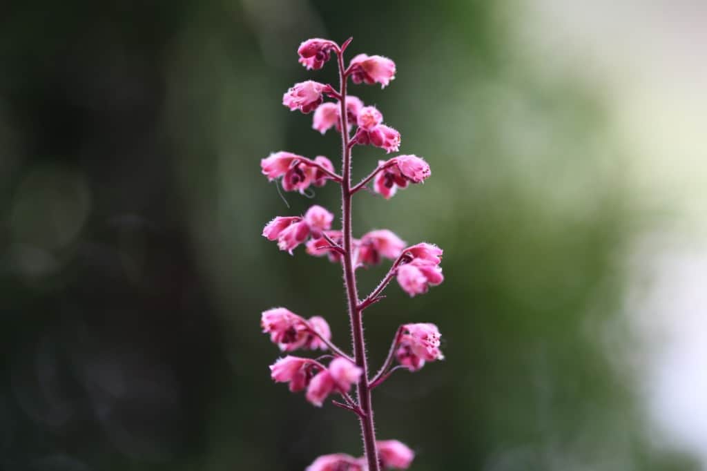 pink coral bell flowers