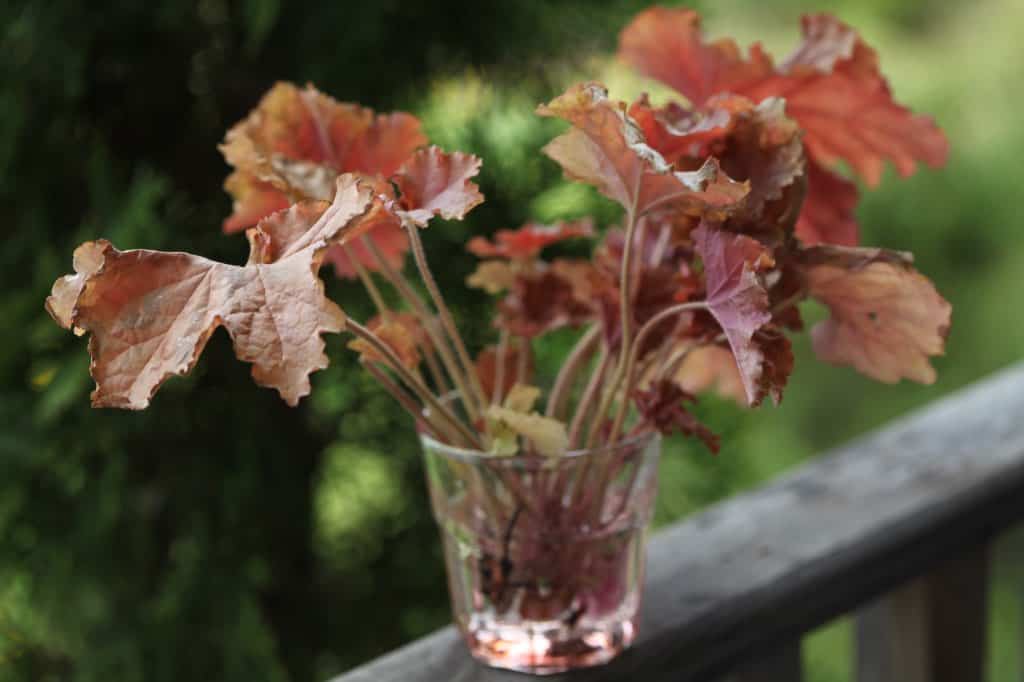  coral bell cuttings in a glass of water on a wooden railing, showing how to grow coral bells