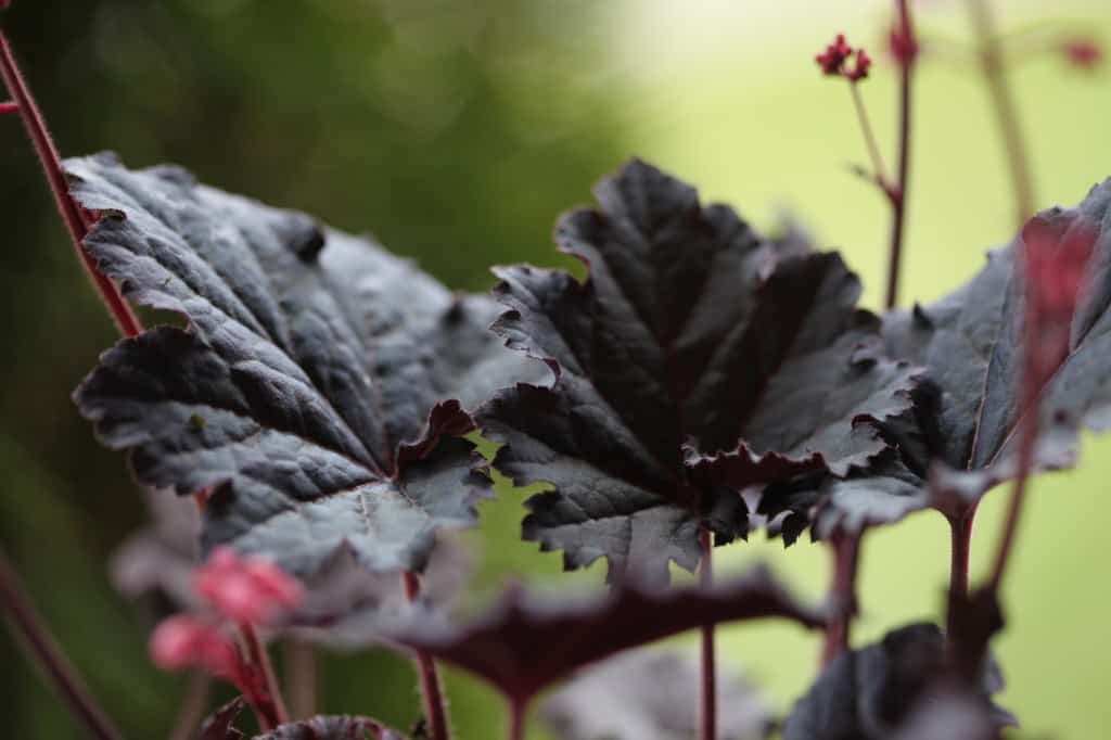 dark burgundy coral bell foliage