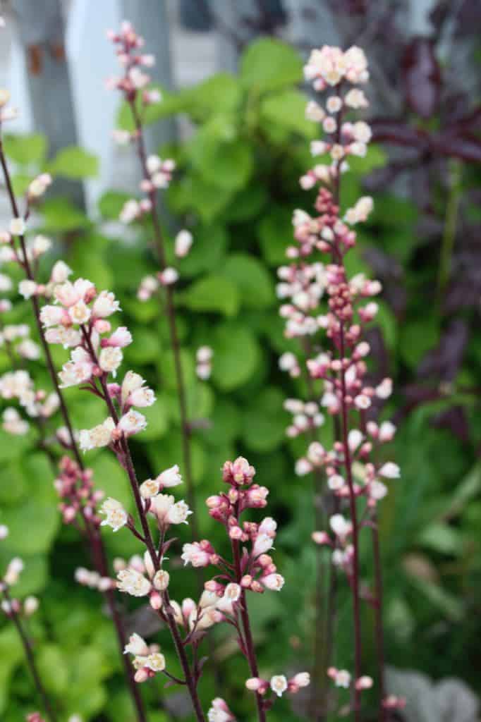 white coral bell flowers on a burgundy stem in the garden