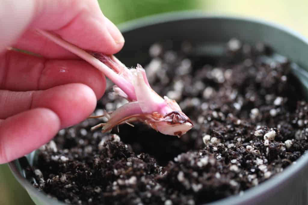 a hand holding a coral bell cutting getting ready to plant it in a pot, showing how to grow coral bells
