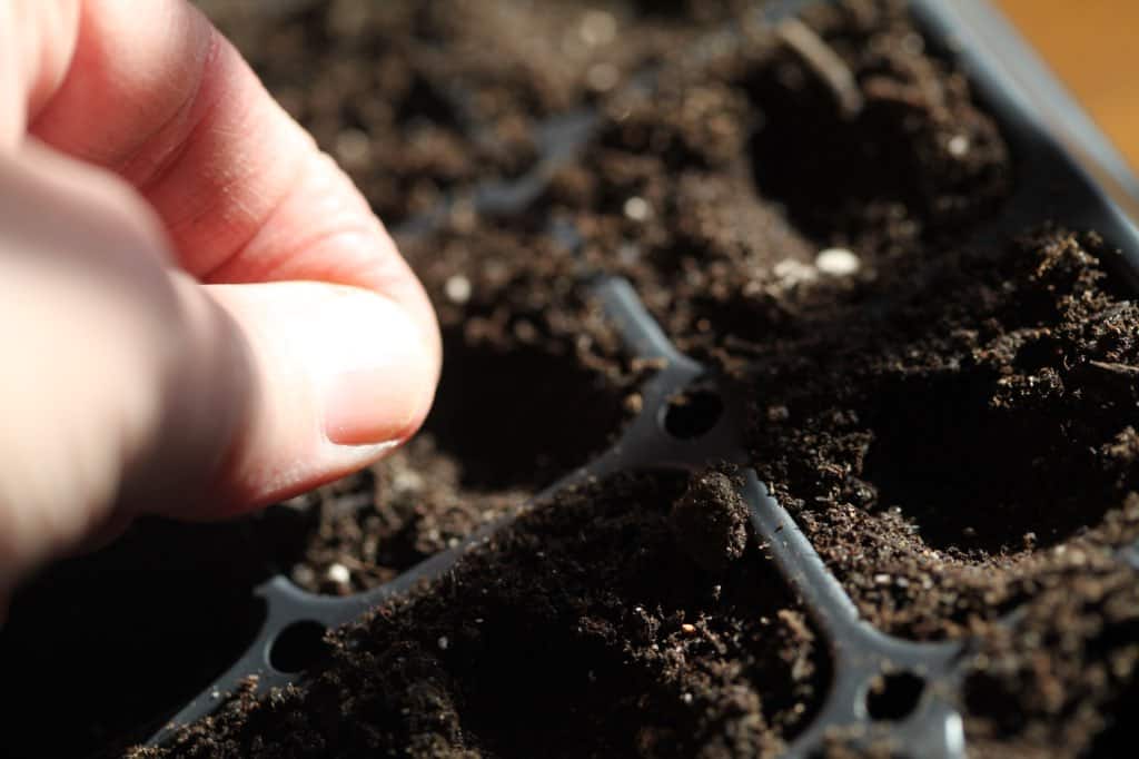 a hand planting the seed of violas into soil in a cell tray