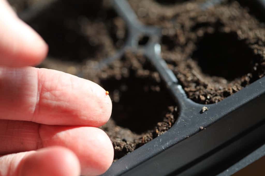 a hand with a small seed, showing how to grow violas from seed