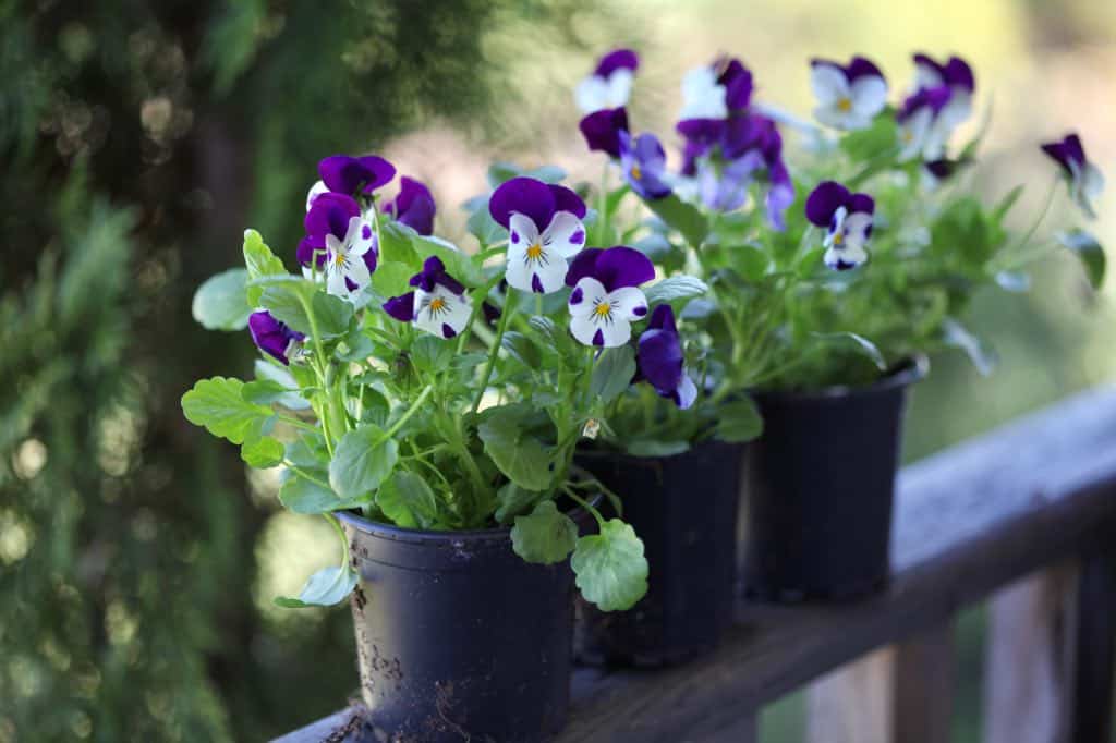 three small black pots of violas on a wooden railing, showing how to grow violas from seed