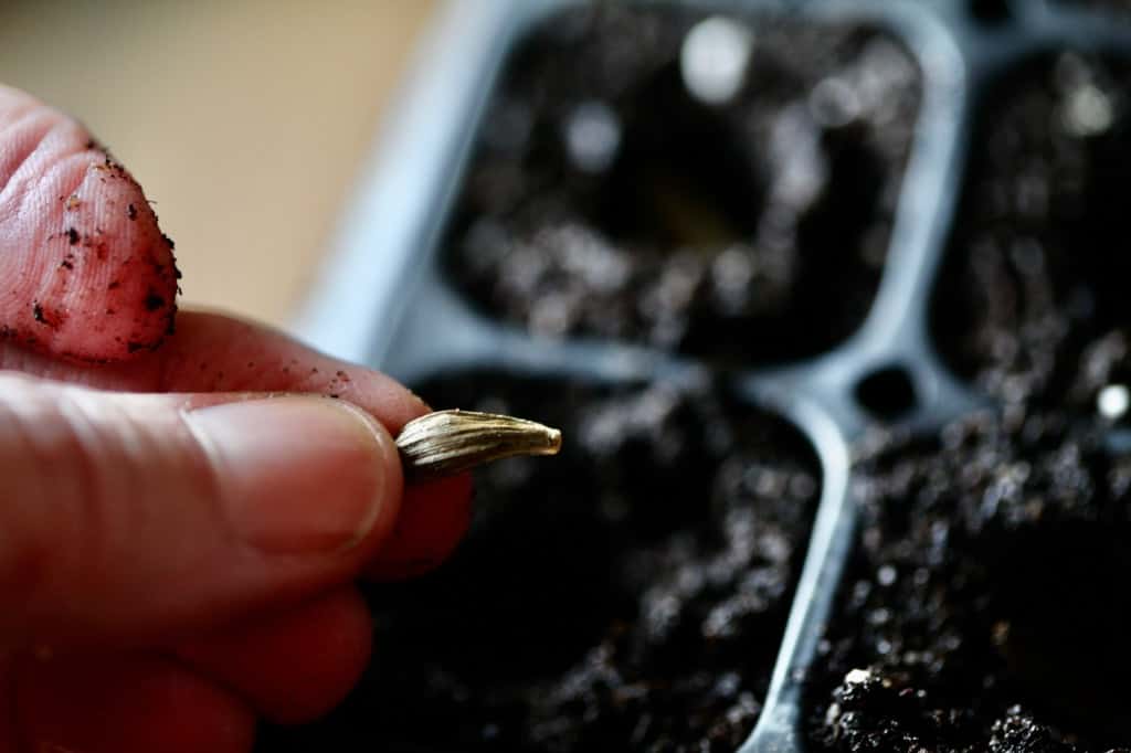 planting dahlia seeds in a cell tray