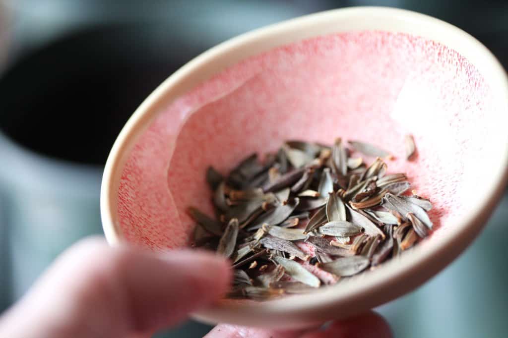 a hand holding dahlia seeds in a pink bowl