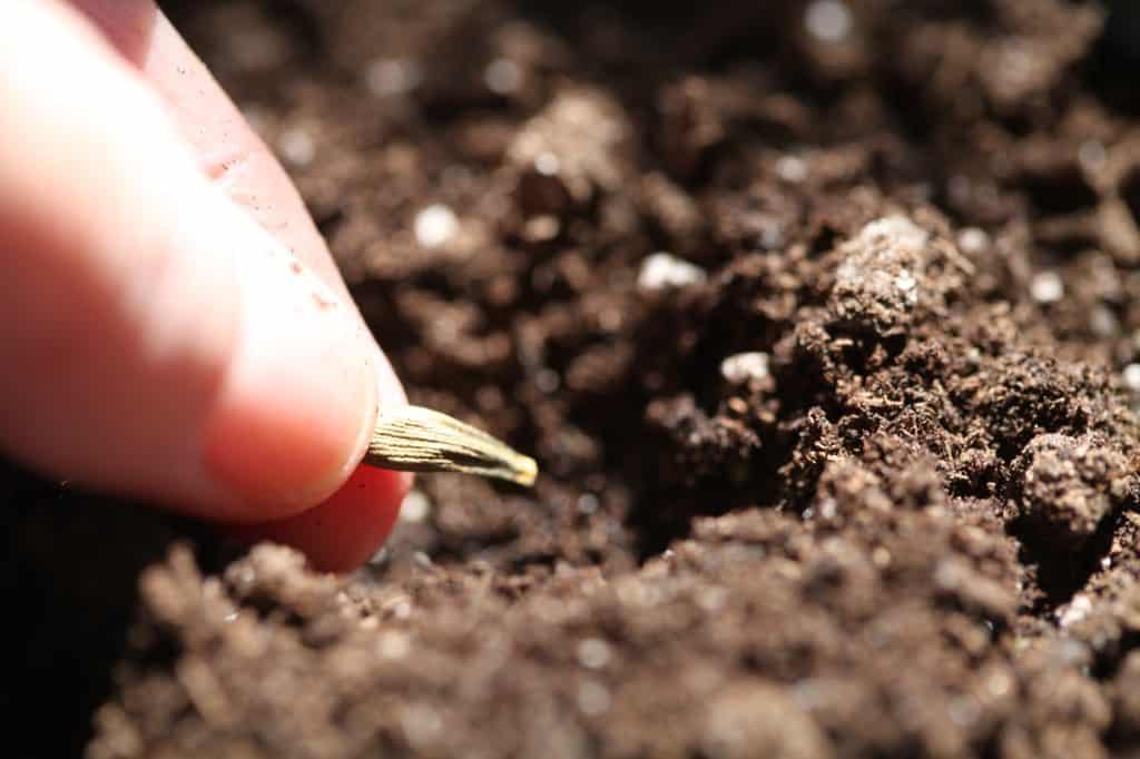 a hand planting dahlia seeds in soil