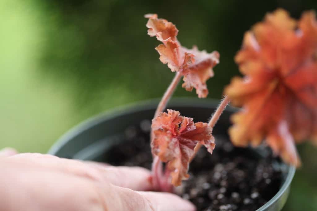 planting a coral bell cutting, showing how to grow coral bells