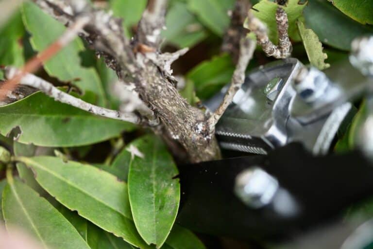 How To Prune A Rhododendron | Farmhouse & Blooms