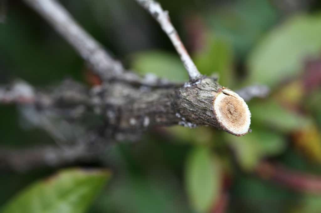 a rhododendron branch cut during pruning