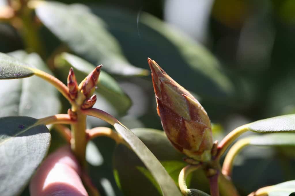 rhododendron foliage bud on the left and flower bud on the right
